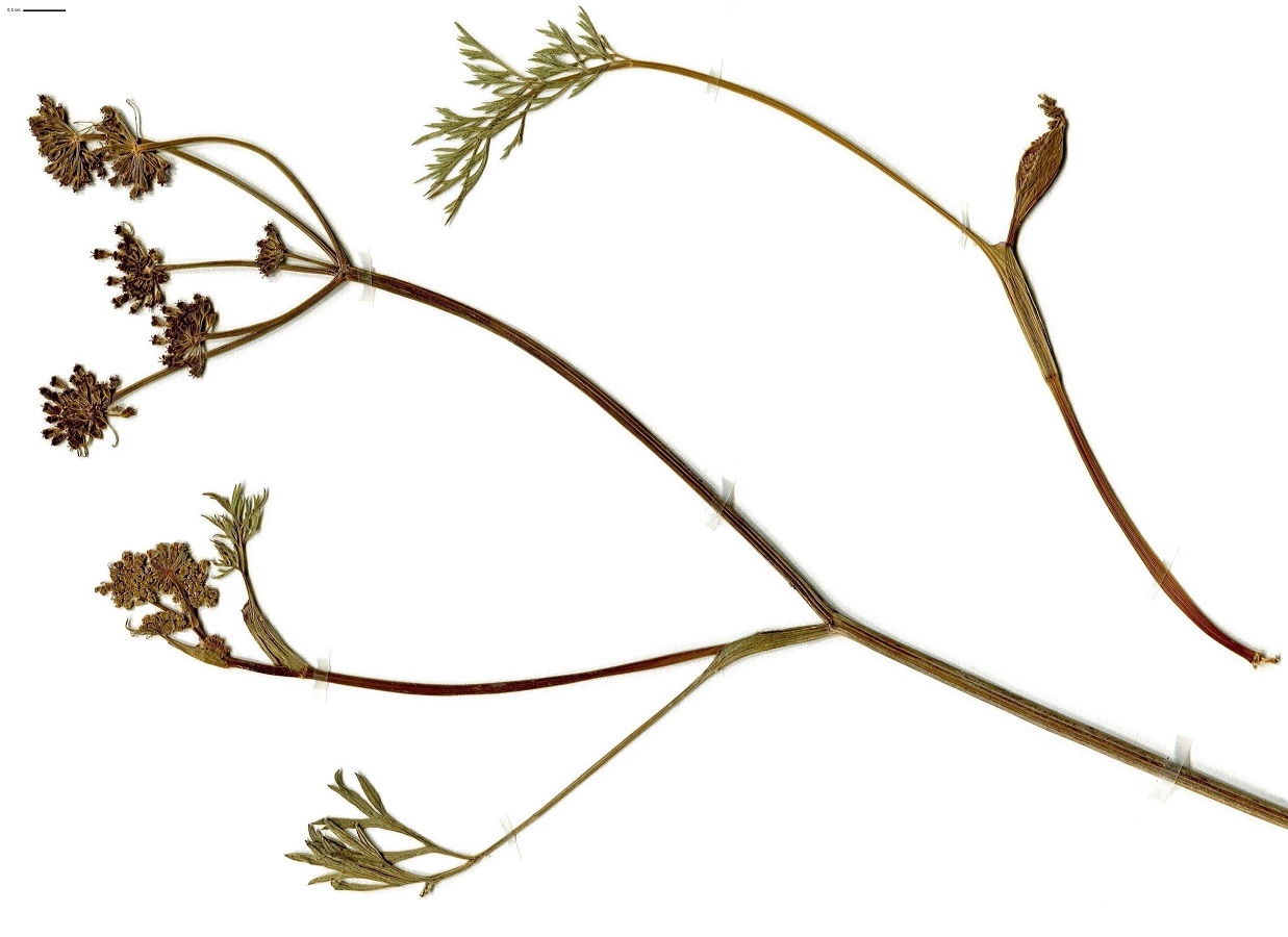 Epikeros pyrenaeus (Apiaceae)